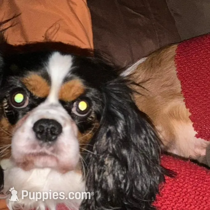 Prissy, a female Cavalier King Charles Spaniel for sale in Dunn, NC – Photo 3 of 6