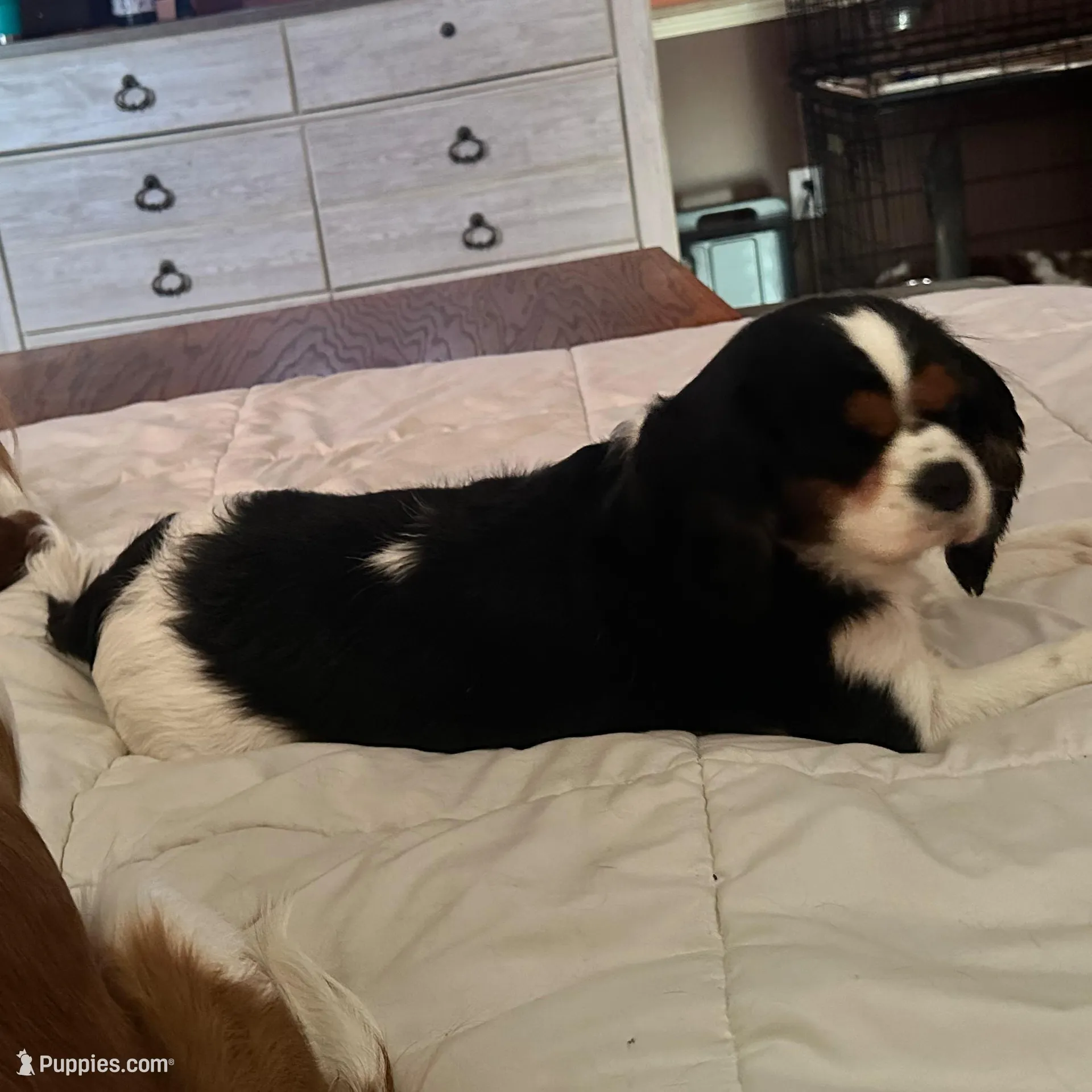 Prissy, a female Cavalier King Charles Spaniel for sale in Dunn, NC – Photo 5 of 6