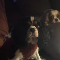 Prissy, a female Cavalier King Charles Spaniel for sale in Dunn, NC – Photo 4 of 6