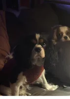 Prissy, a female Cavalier King Charles Spaniel for sale in Dunn, NC – Photo 2 of 6