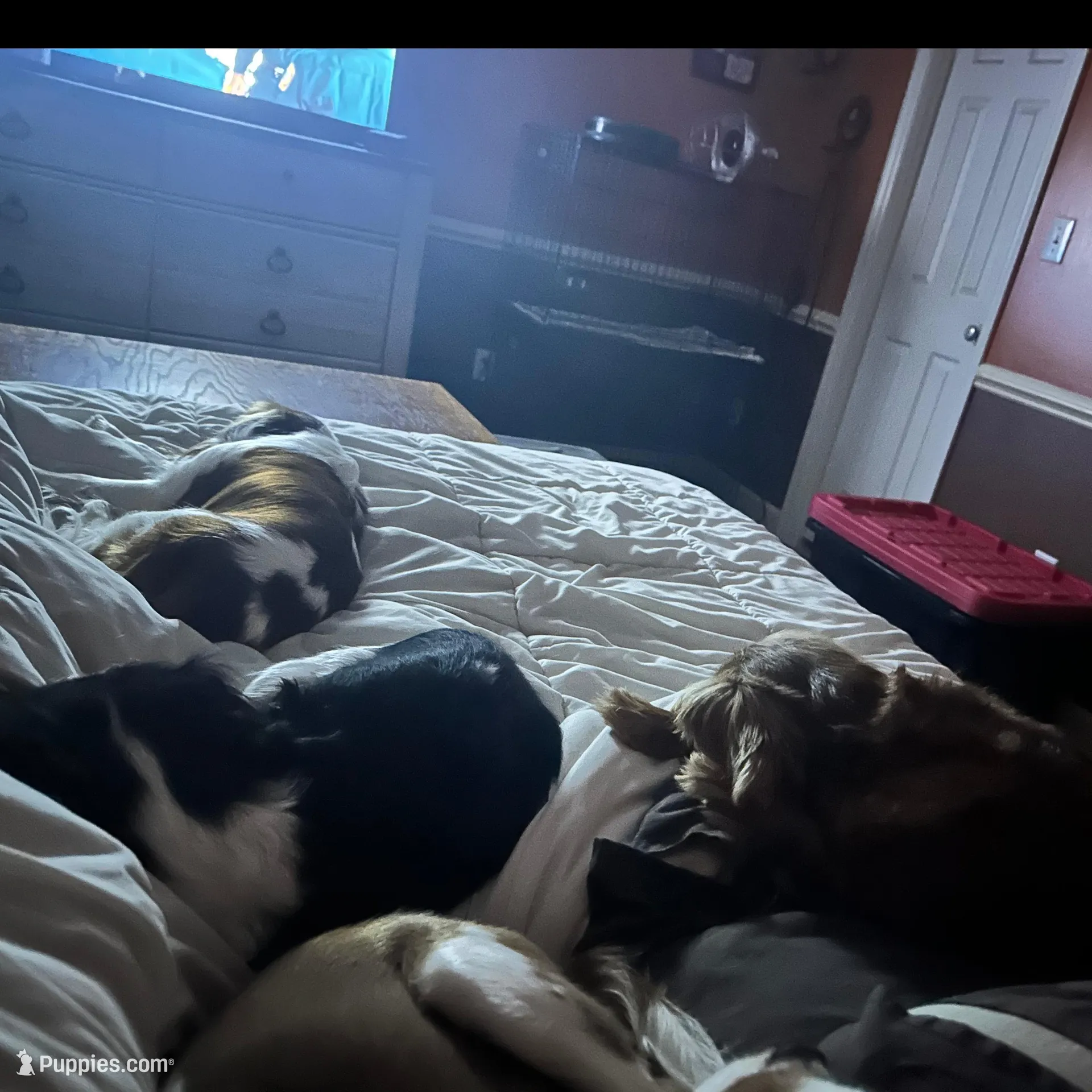 Prissy, a female Cavalier King Charles Spaniel for sale in Dunn, NC – Photo 6 of 6