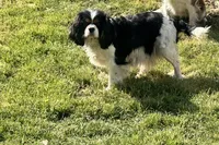 Prissy, a female Cavalier King Charles Spaniel for sale in Dunn, NC – Photo 1 of 6