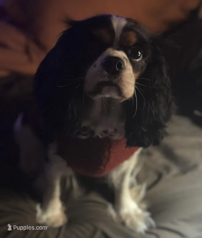 Prissy, a female Cavalier King Charles Spaniel for sale in Dunn, NC – Photo 1 of 6