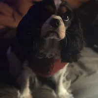 Prissy, a female Cavalier King Charles Spaniel for sale in Dunn, NC – Photo 3 of 6