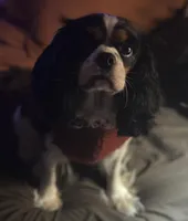 Prissy, a female Cavalier King Charles Spaniel for sale in Dunn, NC – Photo 1 of 6