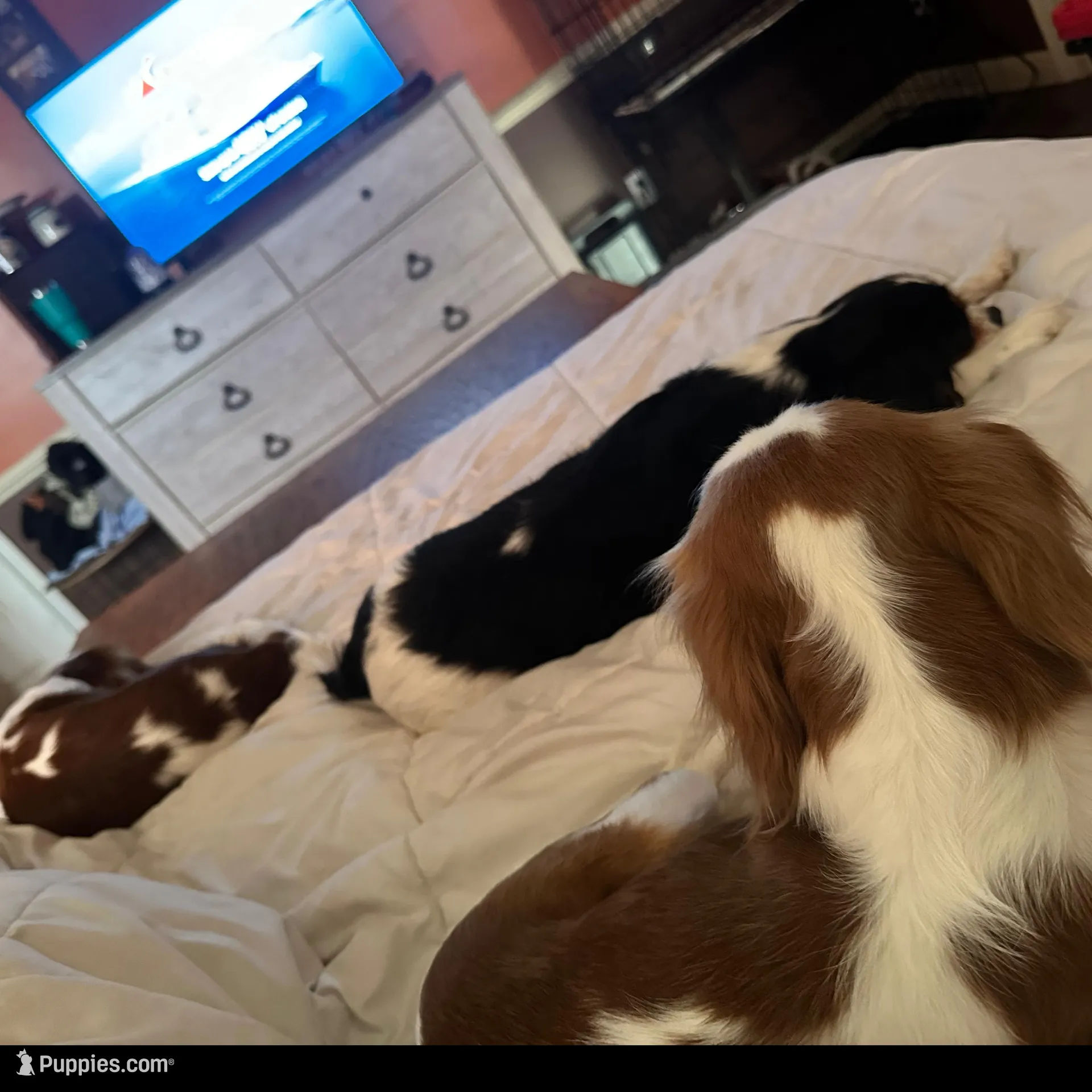 Prissy, a female Cavalier King Charles Spaniel for sale in Dunn, NC – Photo 4 of 6