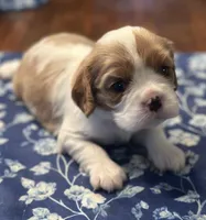 Akc Purple Collar, a female Cavalier King Charles Spaniel for sale in Dunn, NC – Photo 4 of 10