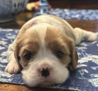 Akc Purple Collar, a female Cavalier King Charles Spaniel for sale in Dunn, NC – Photo 2 of 10