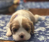 Akc Purple Collar, a female Cavalier King Charles Spaniel for sale in Dunn, NC – Photo 7 of 10