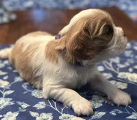 Akc Purple Collar, a female Cavalier King Charles Spaniel for sale in Dunn, NC – Photo 8 of 10