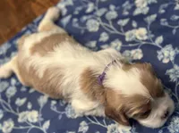 Akc Purple Collar, a female Cavalier King Charles Spaniel for sale in Dunn, NC – Photo 6 of 10