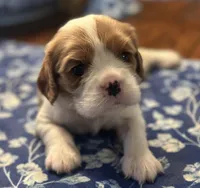 Akc Purple Collar, a female Cavalier King Charles Spaniel for sale in Dunn, NC – Photo 10 of 10