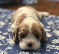 Akc Purple Collar, a female Cavalier King Charles Spaniel for sale in Dunn, NC – Photo 5 of 10
