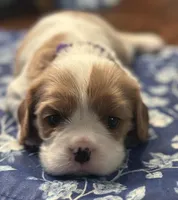 Akc Purple Collar, a female Cavalier King Charles Spaniel for sale in Dunn, NC – Photo 9 of 10