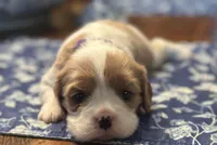 Akc Purple Collar, a female Cavalier King Charles Spaniel for sale in Dunn, NC – Photo 1 of 10