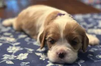 Akc Purple Collar, a female Cavalier King Charles Spaniel for sale in Dunn, NC – Photo 3 of 10