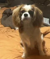 Sweet Boy, a male Cavalier King Charles Spaniel for sale in Dunn, NC – Photo 3 of 6