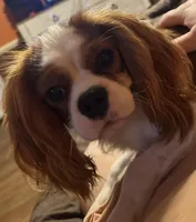 Sweet Boy, a male Cavalier King Charles Spaniel for sale in Dunn, NC – Photo 1 of 6