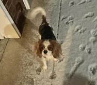 Sweet Boy, a male Cavalier King Charles Spaniel for sale in Dunn, NC – Photo 2 of 6