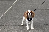 Sweet Boy, a male Cavalier King Charles Spaniel for sale in Dunn, NC – Photo 4 of 6