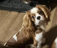 Sweet Boy, a male Cavalier King Charles Spaniel for sale in Dunn, NC – Photo 6 of 6