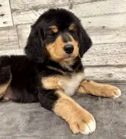 Blue Collar, a male Bernese Mountain Dog and Bernedoodle for sale in Midland, NC – 5 of 7