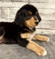 Blue Collar, a male Bernese Mountain Dog and Bernedoodle for sale in Midland, NC – 3 of 7