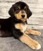 Blue Collar, a male Bernese Mountain Dog and Bernedoodle for sale in Midland, NC – 1 of 7