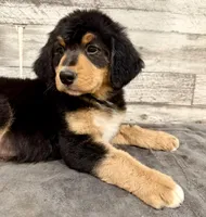 Blue Collar, a male Bernese Mountain Dog and Bernedoodle for sale in Midland, NC – 6 of 7