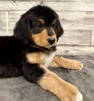Blue Collar, a male Bernese Mountain Dog and Bernedoodle for sale in Midland, NC – 4 of 7