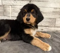 Blue Collar, a male Bernese Mountain Dog and Bernedoodle for sale in Midland, NC – 2 of 7