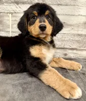 Blue Collar, a male Bernese Mountain Dog and Bernedoodle for sale in Midland, NC – 7 of 7