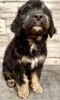 Black Collar, a male Bernese Mountain Dog and Bernedoodle for sale in Midland, NC – 4 of 5