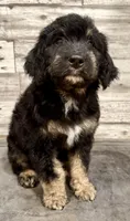 Black Collar, a male Bernese Mountain Dog and Bernedoodle for sale in Midland, NC – 5 of 5