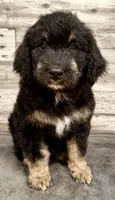 Black Collar, a male Bernese Mountain Dog and Bernedoodle for sale in Midland, NC – 2 of 5