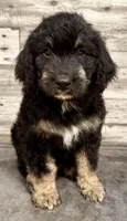Black Collar, a male Bernese Mountain Dog and Bernedoodle for sale in Midland, NC – 3 of 5