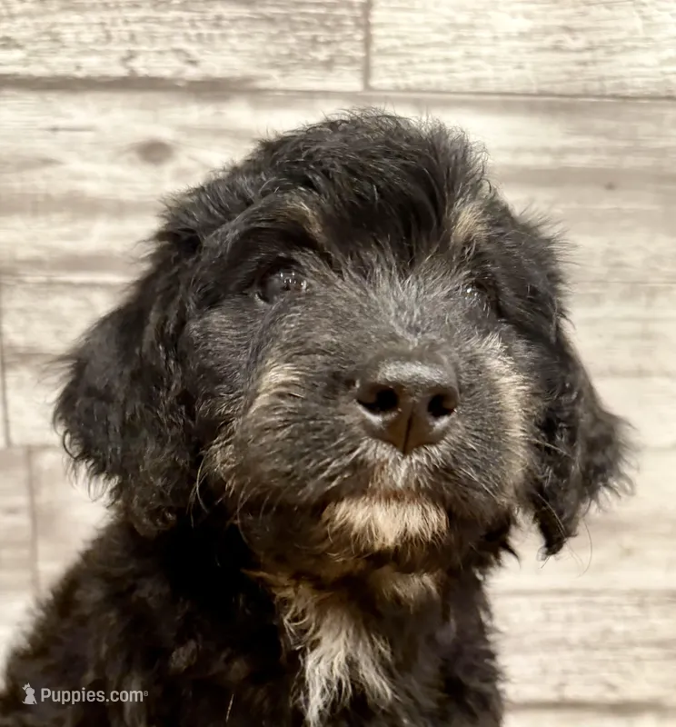 Black Collar – Bernese Mountain Dog, Bernedoodle puppy for sale in Midland, NC