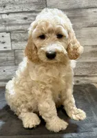 Black collar, a male Bernedoodle for sale in Midland, NC – 5 of 7