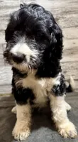 Blue Collar, a male Bernedoodle for sale in Midland, NC – 3 of 4