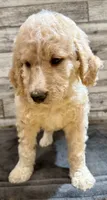 Red Collar, a male Bernedoodle for sale in Midland, NC – 3 of 5