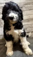 Blue Collar, a male Bernedoodle for sale in Midland, NC – 2 of 4