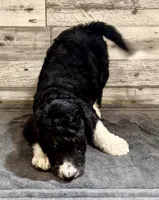 Pink collar, a female Bernedoodle for sale in Midland, NC – 6 of 6