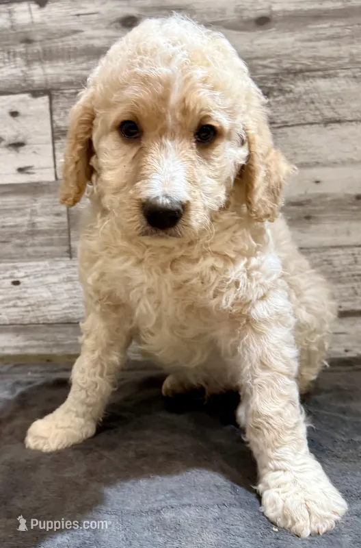 Red Collar – Bernedoodle puppy for sale in Midland, NC