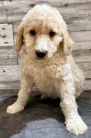 Red Collar, a male Bernedoodle for sale in Midland, NC – 1 of 5