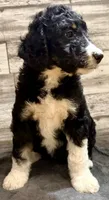 Pink collar, a female Bernedoodle for sale in Midland, NC – 3 of 6