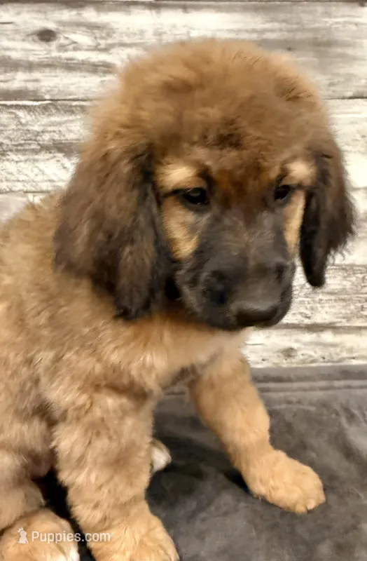 Orange Collar – Bernese Mountain Dog, Bernedoodle puppy for sale in Midland, NC