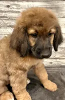 Orange Collar, a female Bernese Mountain Dog and Bernedoodle for sale in Midland, NC – 1 of 7