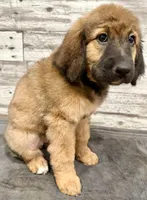 Orange Collar, a female Bernese Mountain Dog and Bernedoodle for sale in Midland, NC – 6 of 7