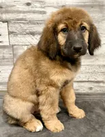 Orange Collar, a female Bernese Mountain Dog and Bernedoodle for sale in Midland, NC – 2 of 7