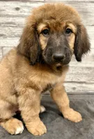 Orange Collar, a female Bernese Mountain Dog and Bernedoodle for sale in Midland, NC – 7 of 7